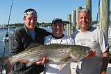 Monster Striper 2009 011-72-6